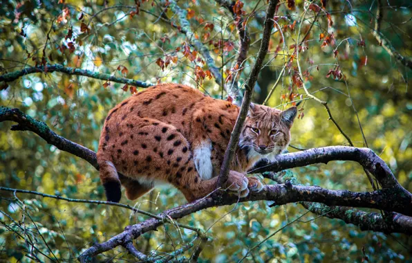 Trees, branches, pose, foliage, lynx