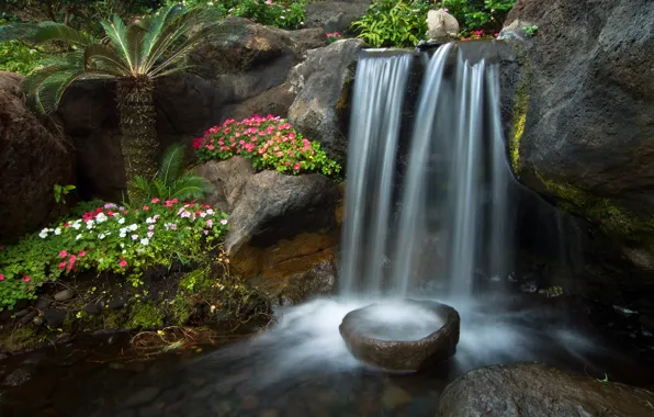 Flowers, stream, stones, palm trees, waterfall, garden, cascade, Petunia
