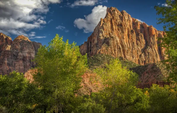 Trees, landscape, rock