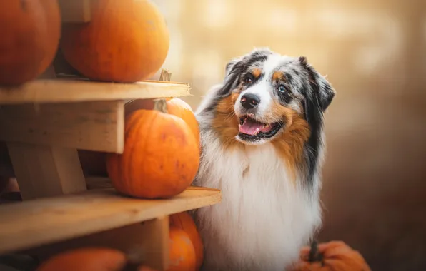 Autumn, look, nature, pose, dog, pumpkin, face, shelves