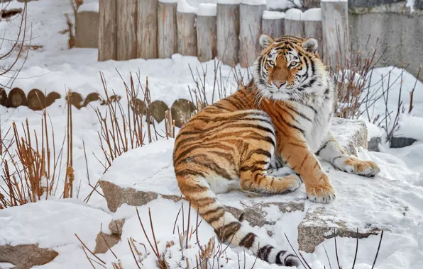 Winter, look, face, snow, branches, tiger, pose, stones