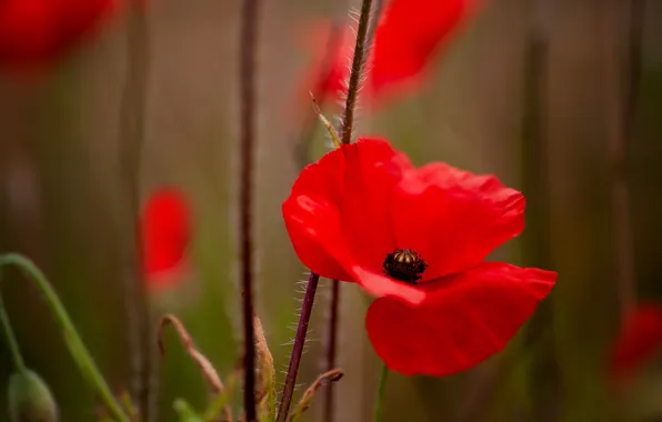 Flower, summer, red, stems, Mac, Maki, petals, red