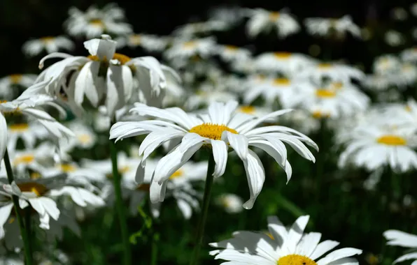 Macro, light, flowers, the dark background, Bush, chamomile, petals, garden
