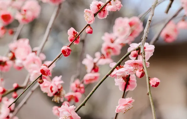 Flowers, branches, cherry, blur, spring, Sakura, pink, flowering