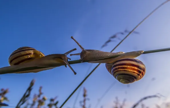 Picture macro, snails, a blade of grass, convergence