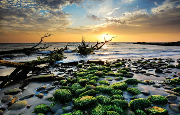 Sea, algae, sunset, stones, shore, driftwood