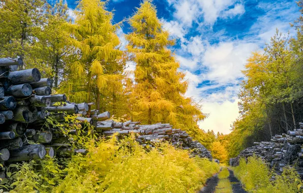 Road, trees, nature, color