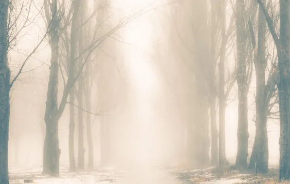 Fog, trail, Trees, silhouettes, monochrome