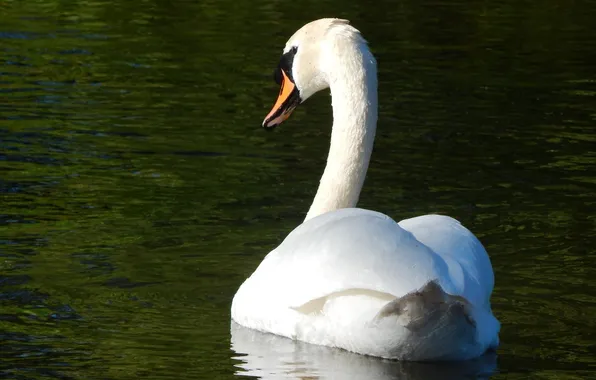 Picture white, grace, Swan