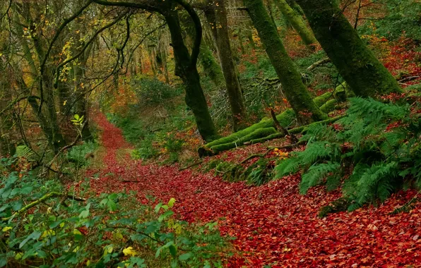 Autumn, forest, leaves, trees, England, England, Exmoor National Park, Buckethole Woods
