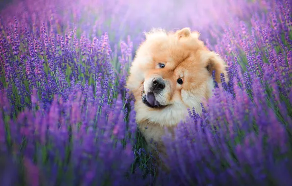 Field, look, face, flowers, pose, portrait, dog, red