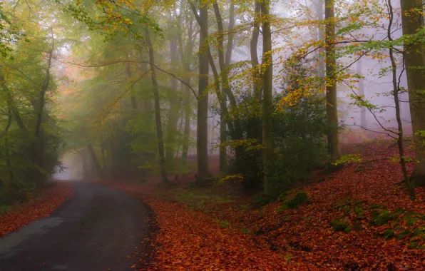 Picture road, autumn, forest, nature, Park, foliage, highway