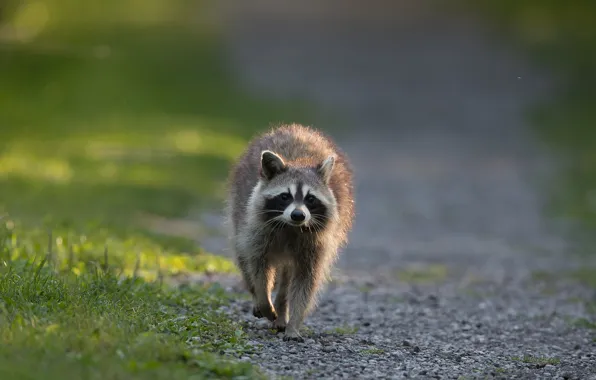Nature, raccoon, walk