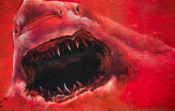 Picture background, wall, graffiti, shark