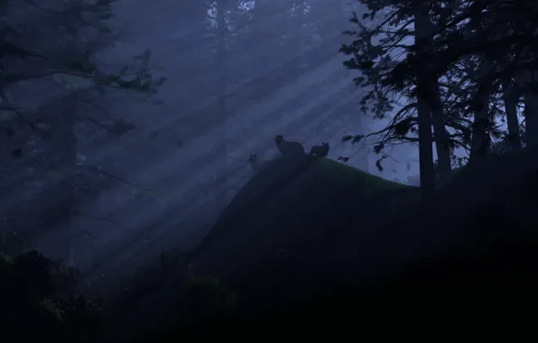 Picture light, night, Forest, wolves