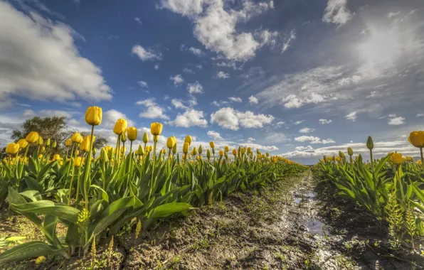 Field, the sky, flowers, tulips, yellow tulips