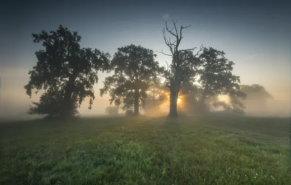 Grass, the sun, trees, nature, fog, dawn, morning, Robert Kropacz