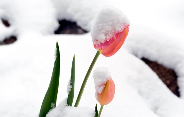 Picture snow, spring, tulips