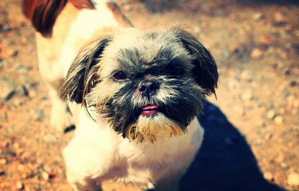 Language, dog, muzzle, Shih Tzu