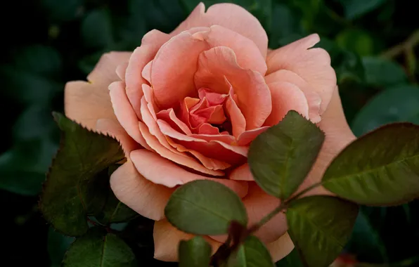 Flower, leaves, macro, pink, rose, garden