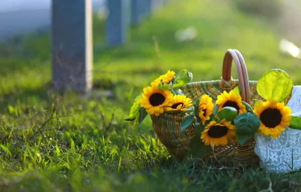 Summer, grass, sunflowers, flowers, glade, yellow, basket, basket