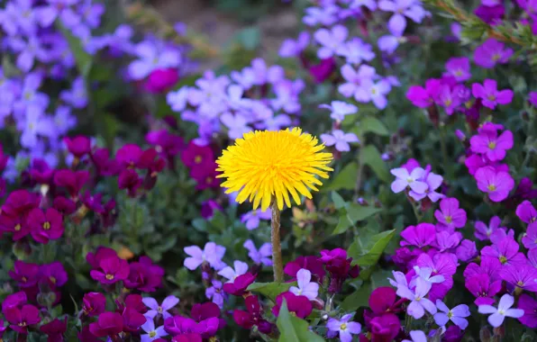 Flower, flowers, yellow, dandelion, glade, purple, flowers, flowerbed