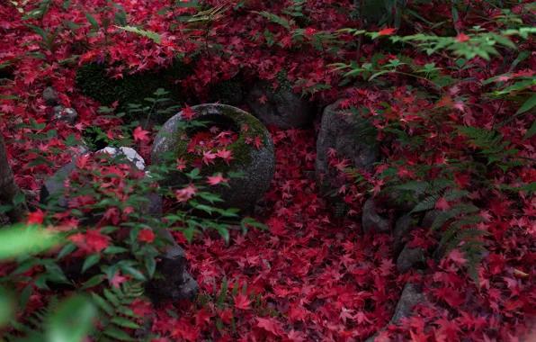 Autumn, nature, stones, foliage, moss, Japan, fern, Kyoto