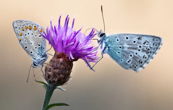 Flower, macro, butterfly, cornflower