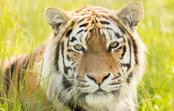 Face, portrait, predator, wild cat, the Amur tiger