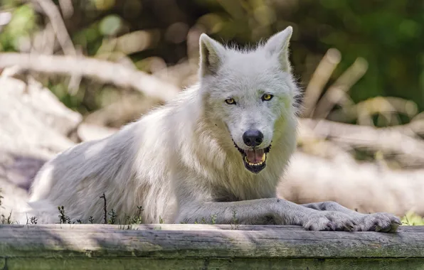 Picture predator, white wolf, ©Tambako The Jaguar