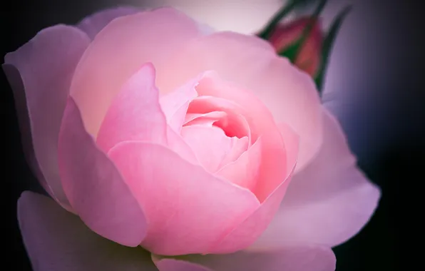 Macro, flowers, roses, pink