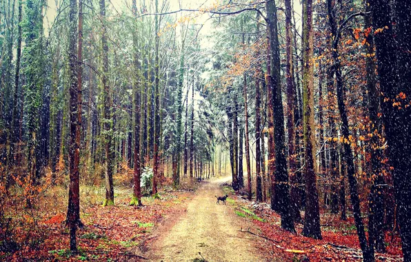Road, autumn, forest, snow, dog