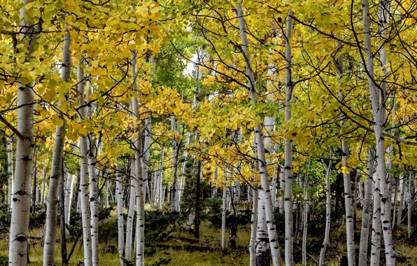 Autumn, trees, Colorado, USA, grove, aspen