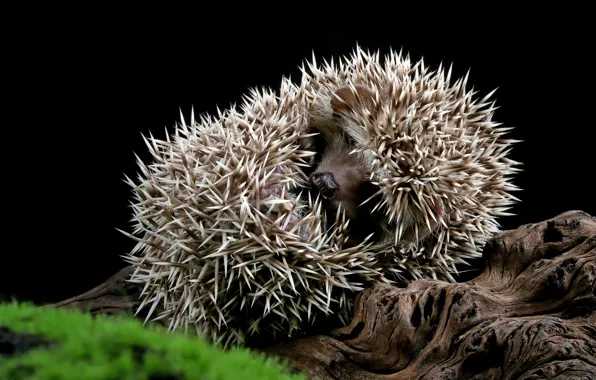 Tree, muzzle, lies, hedgehog, snag, black background, hedgehog, hedgehog