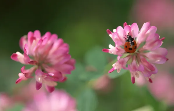 Flower, green, pink, ladybug, clover, bug
