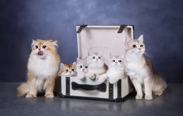 Look, cats, pose, kittens, faces