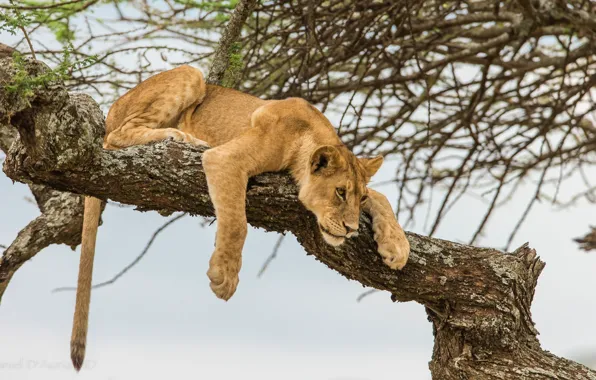 Picture trees, Leo, curiosity, lion