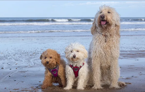 Dogs, beach, nature, Nature, trio, beach, dogs, trio