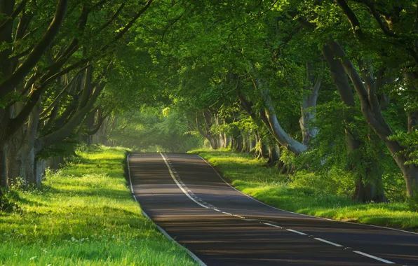 Road, trees, nature, the way, the way, tree, mood, mood