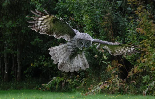 WINGS, FLIGHT, BIRD, OWL, FEATHERS