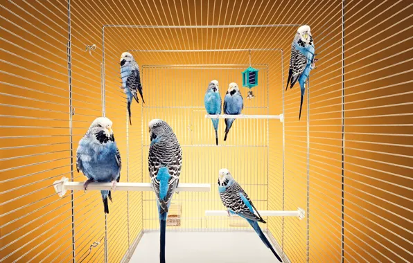 Picture cell, Birds, budgerigars