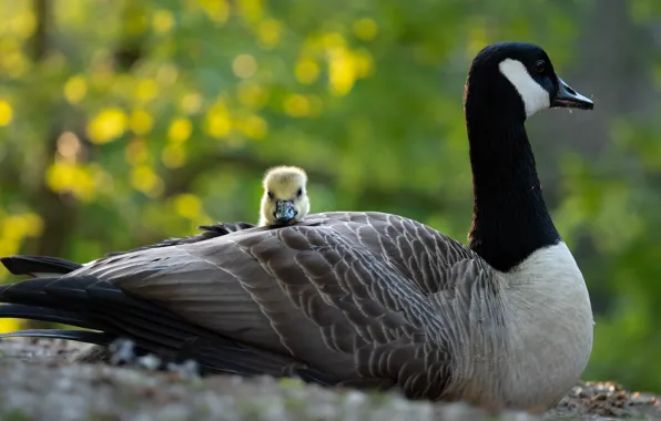 Birds, care, mom, chick, goose, geese, Gosling, canadian goose