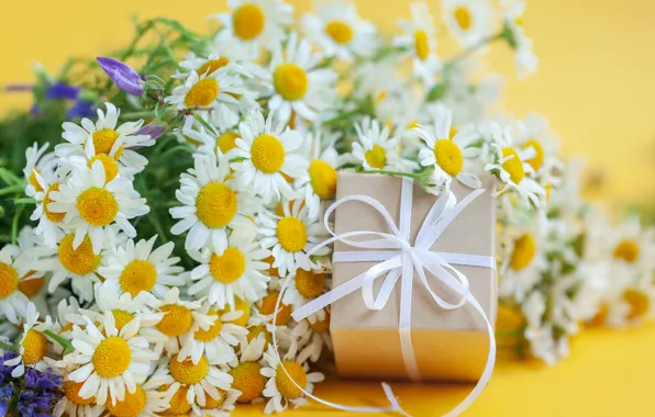 Gift, chamomile, bouquet