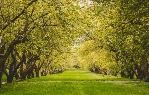 Greens, grass, leaves, trees, nature, lawn, branch, garden