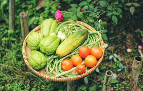 Nature, rose, garden, vegetables, tomatoes, tray, bokeh, cucumbers