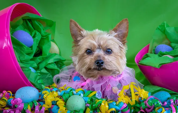 Look, decoration, pose, holiday, portrait, eggs, dog, spring