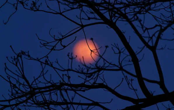 The sky, clouds, night, tree, the moon, silhouette, Mexico, Tabasco
