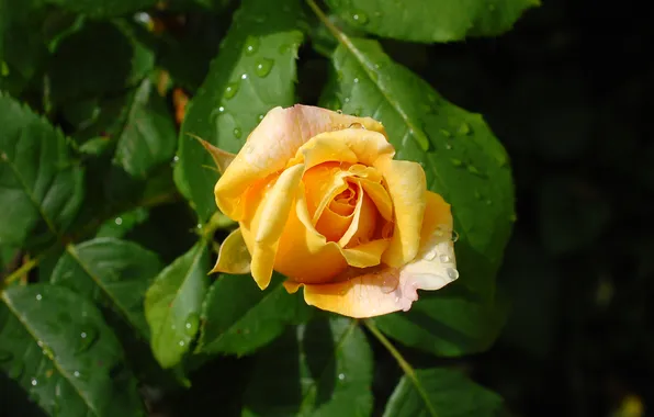 Flower, leaves, drops, rose, Bud, yellow