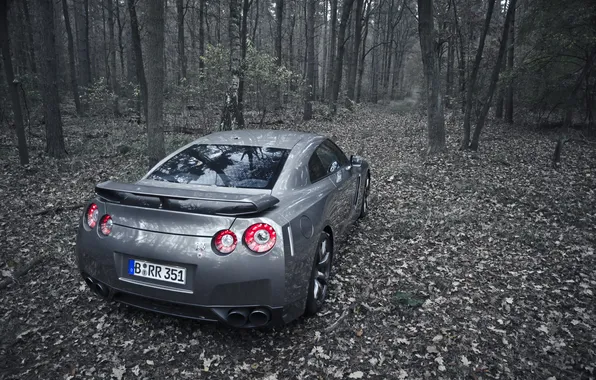 Picture forest, trees, nature, foliage, the roads, cars, auto, wallpapers
