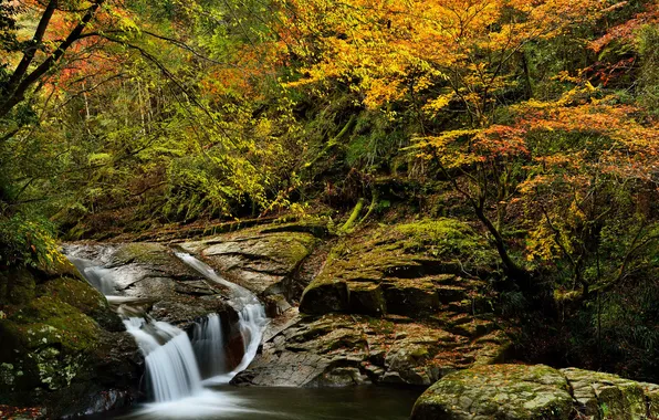 Autumn, forest, trees, stream, stones, rocks